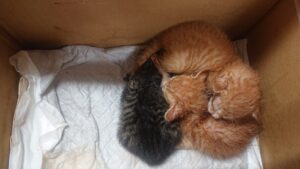 Thumbnail of post image 096